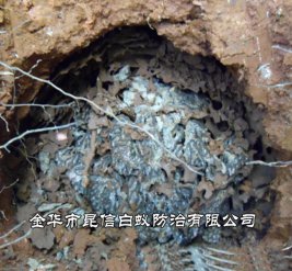 白蚁防治
