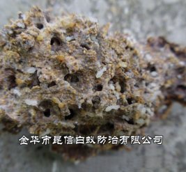 白蚁防治