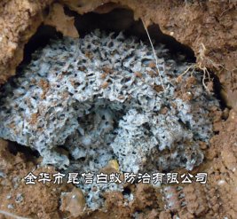 白蚁防治