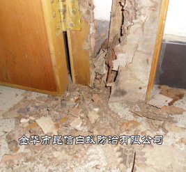 白蚁防治