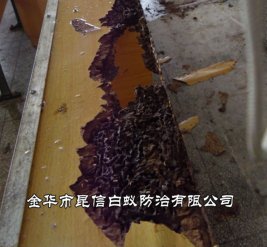 白蚁防治
