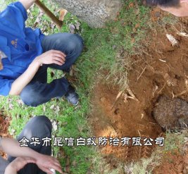白蚁防治