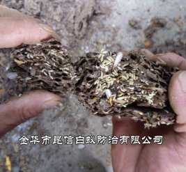 白蚁防治
