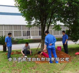 白蚁防治