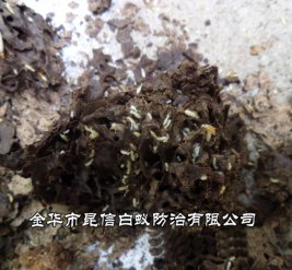 白蚁防治