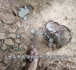 白蚁防治