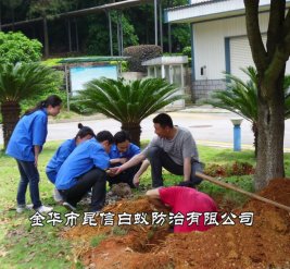 白蚁防治