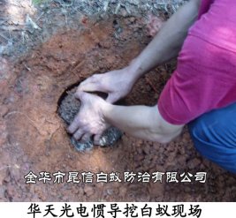 华天光电惯导挖白蚁现场