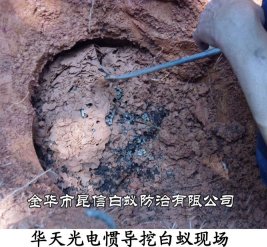 华天光电惯导挖白蚁现场