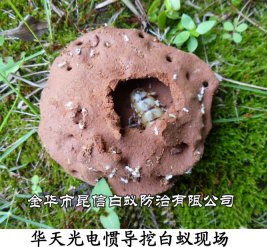 华天光电惯导挖白蚁现场