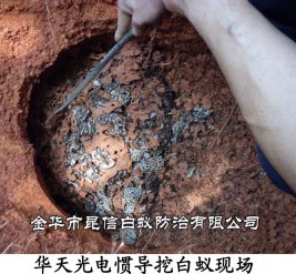 华天光电惯导挖白蚁现场