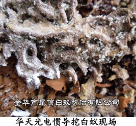 华天光电惯导挖白蚁现场