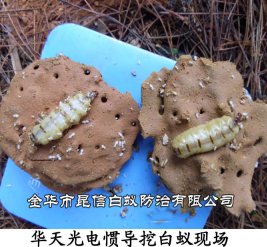 华天光电惯导挖白蚁现场