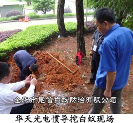 华天光电惯导挖白蚁现场