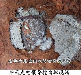 华天光电惯导挖白蚁现场