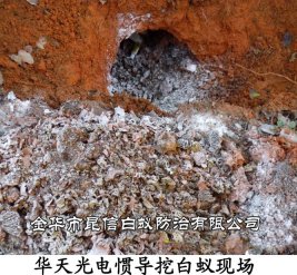 华天光电惯导挖白蚁现场