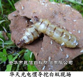 华天光电惯导挖白蚁现场