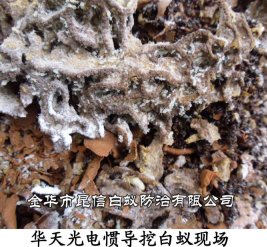 华天光电惯导挖白蚁现场