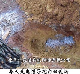 华天光电惯导挖白蚁现场
