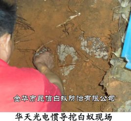 华天光电惯导挖白蚁现场