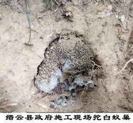 缙云县政府施工现场挖白蚁巢