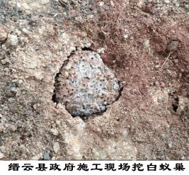缙云县政府施工现场挖白蚁巢