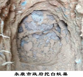 永康市政府挖白蚁巢