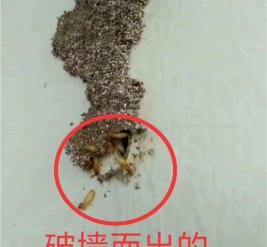 私人住宅白蚁防治施工现场图