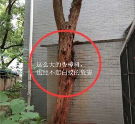 私人住宅白蚁防治施工现场图